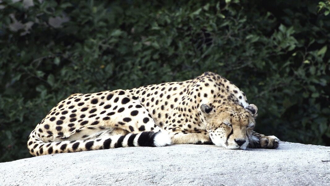 2023-09-30_ZOO-LEIPZIGFile046.jpg 2023-09-30_ZOO-LEIPZIGFile046.jpg