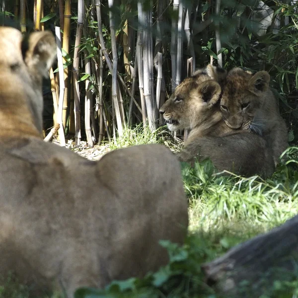 2023-09-30_ZOO-LEIPZIGFile192.jpg