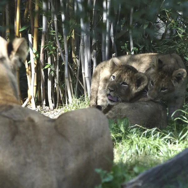 2023-09-30_ZOO-LEIPZIGFile188.jpg