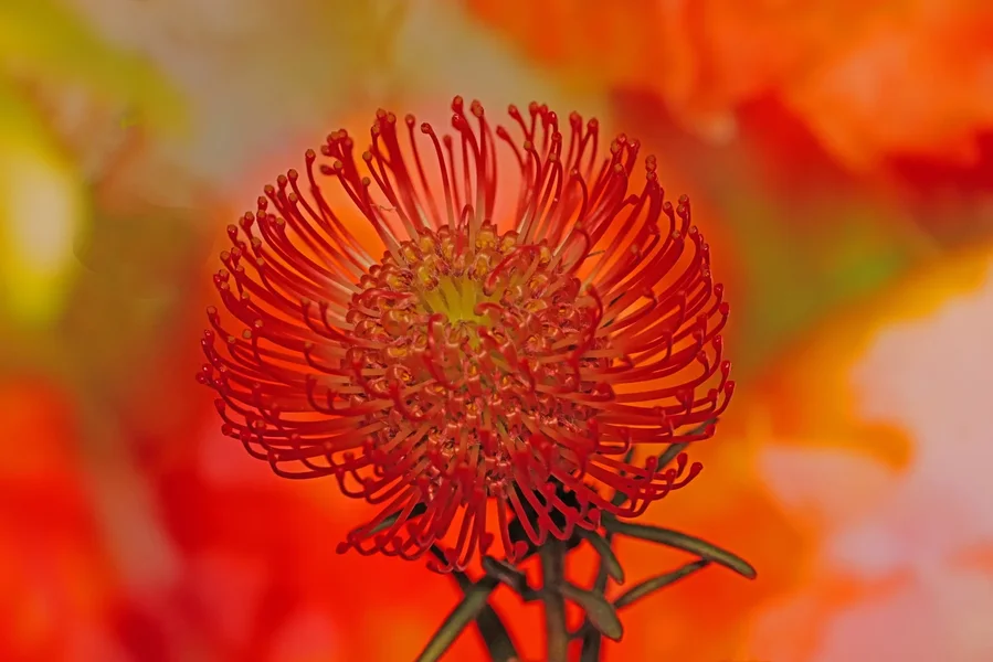 NadelkissenblumeaufProjRotSL2Si105MacFINFINFIN_1498x1000.webp