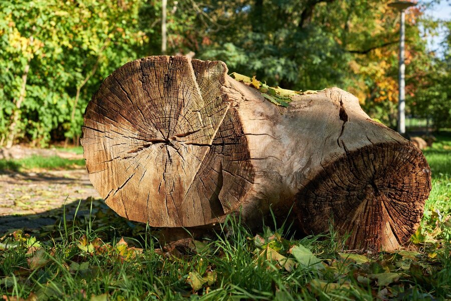 2023-10-25  FUJIFILM 1.4_33 mm_DSF0031_4.0.jpg