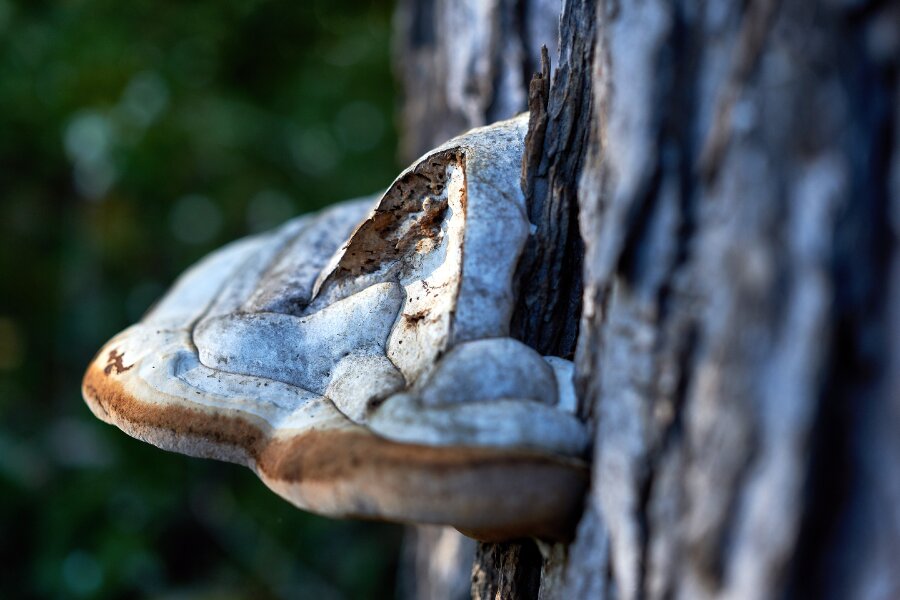 2023-10-25  FUJIFILM 1.4_33 mm_DSF0058_2.0.jpg