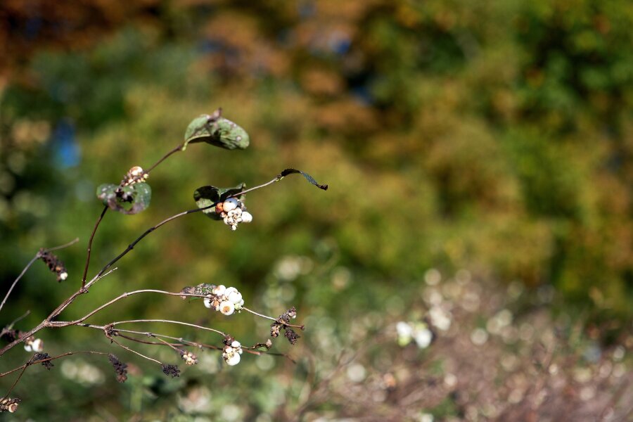 2023-10-25  FUJIFILM 1.4_33 mm_DSF0078_1.8.jpg