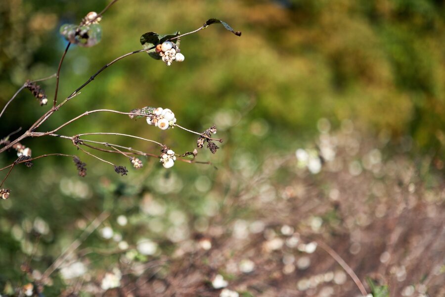 2023-10-25  FUJIFILM 1.4_33 mm_DSF0096_1.4.jpg