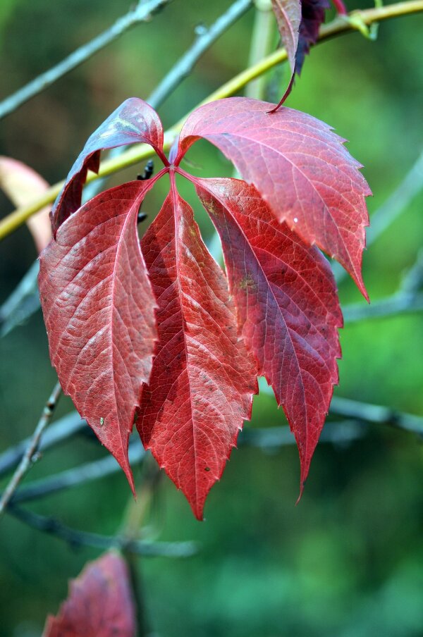 2023-10-31  LE-MIX  SIGMA_105_MACRODSC_4419.JPG