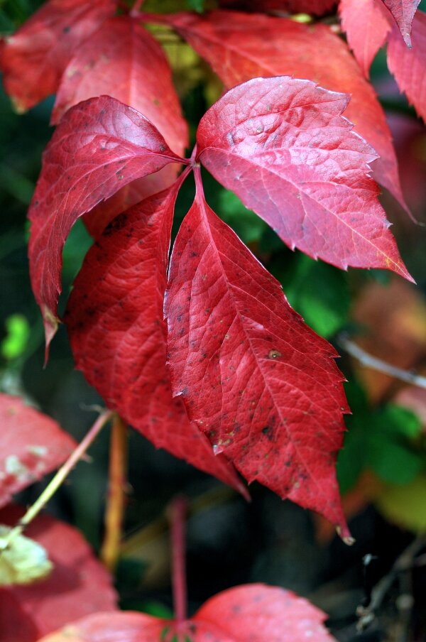 2023-10-31  LE-MIX  SIGMA_105_MACRODSC_4445.JPG