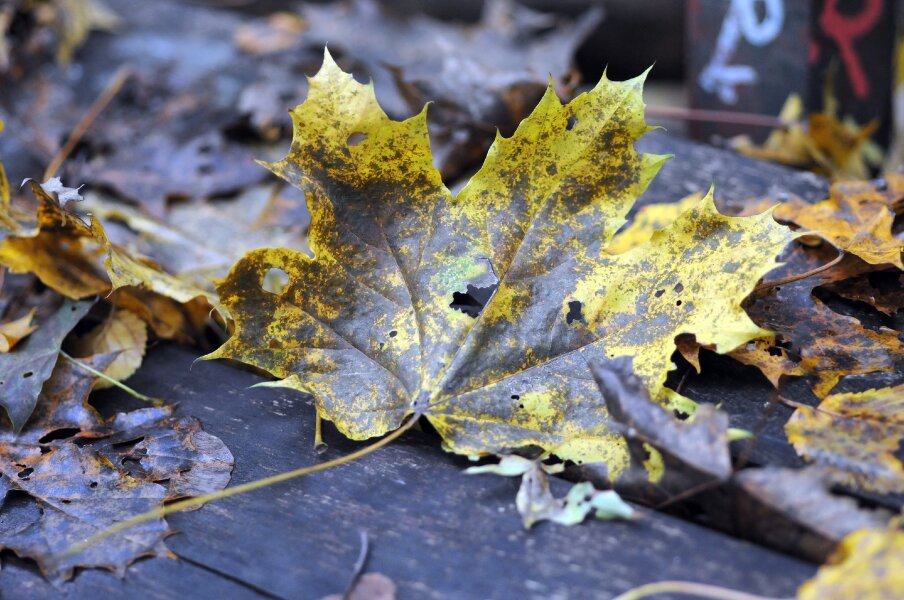 2023-10-31  LE-MIX  SIGMA_105_MACRODSC_4502.JPG