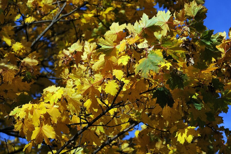 2023-10-31  LE-MIX  SIGMA_105_MACRODSC_4752.JPG