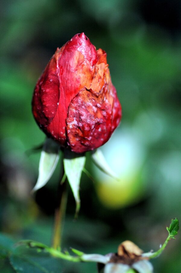 2023-10-31  LE-MIX  SIGMA_105_MACRODSC_4535.JPG