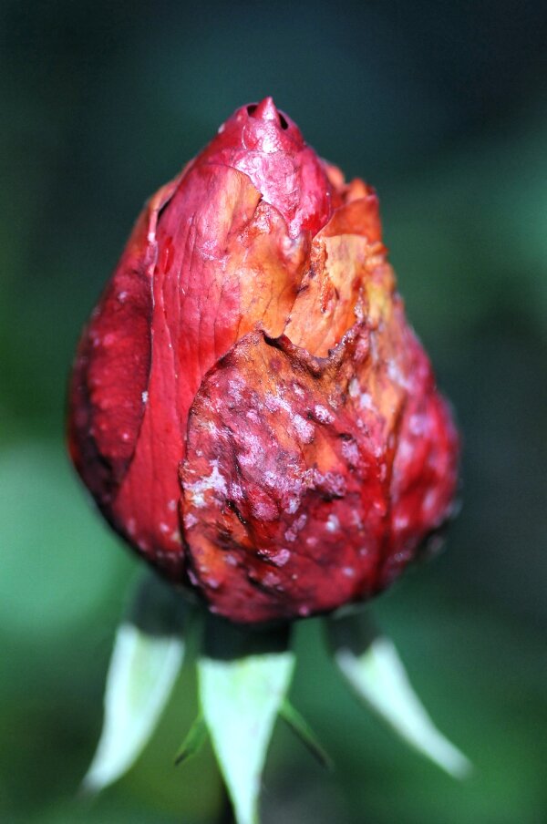 2023-10-31  LE-MIX  SIGMA_105_MACRODSC_4557.JPG