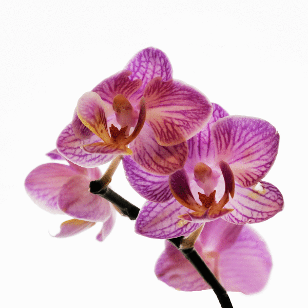 OrchideenRosaBlütenrispeSL2Si105MacQUADRAT.gif