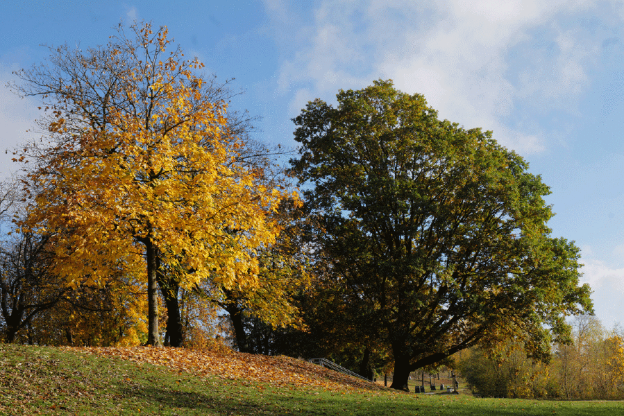 BaumgruppeHerbstPichlingersee#1Sl22490KLEIN.gif