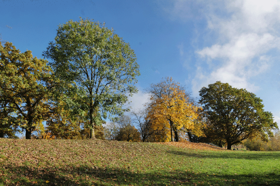 BaumgruppeHerbstPichlingersee#2Sl22490Klein.gif