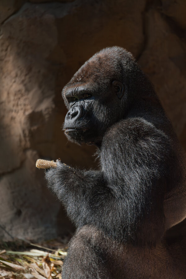 Zoo Duisburg 26.09.09_0004-Verbessert-RR.jpg Zoo Duisburg 26.09.09_0004-Verbessert-RR.jpg