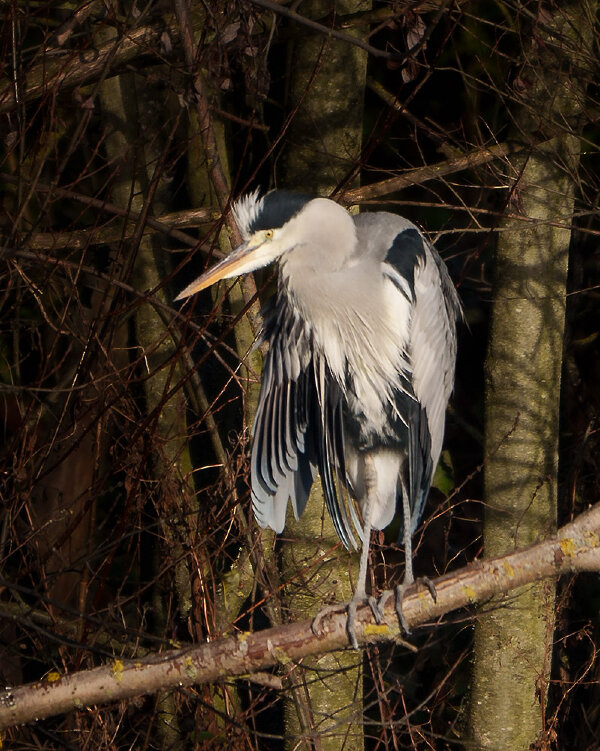 ci_A7408544.jpg