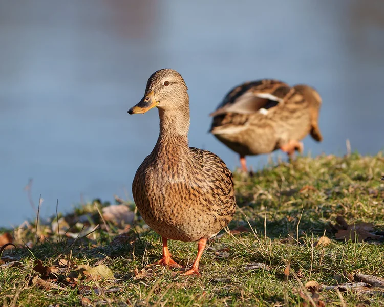 ci_A7408548.webp