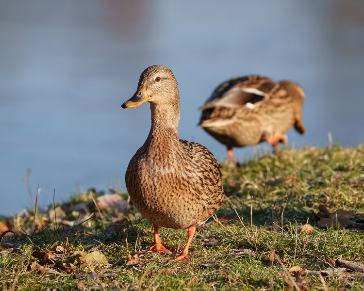 ci_A7408548.jpg