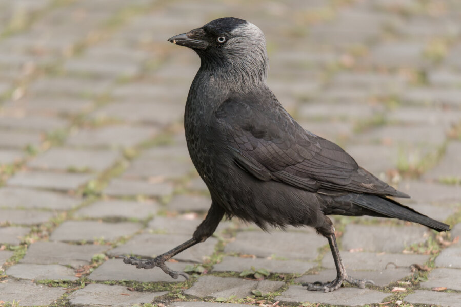 Im Gleichschritt.jpg Im Gleichschritt.jpg