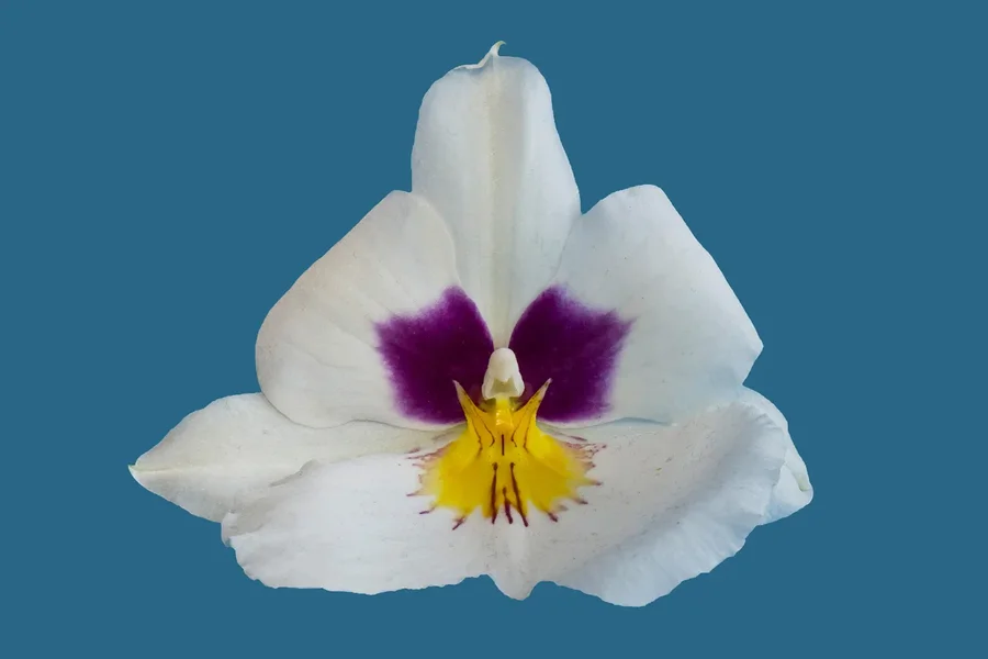 OrchideenEngelsitzenaufBlauSL2490FINFINFINENDVERSION.webp