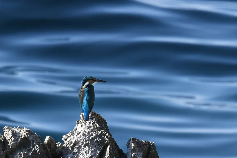 231014020 1 Eisvogel am Meer - Rovinj in Kroatien.webp