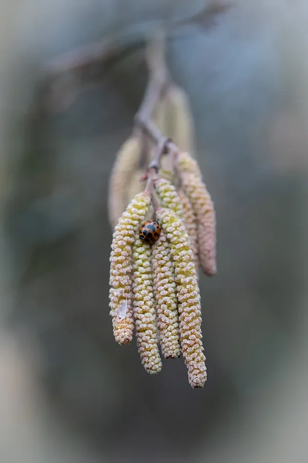 ci_A7409014.webp