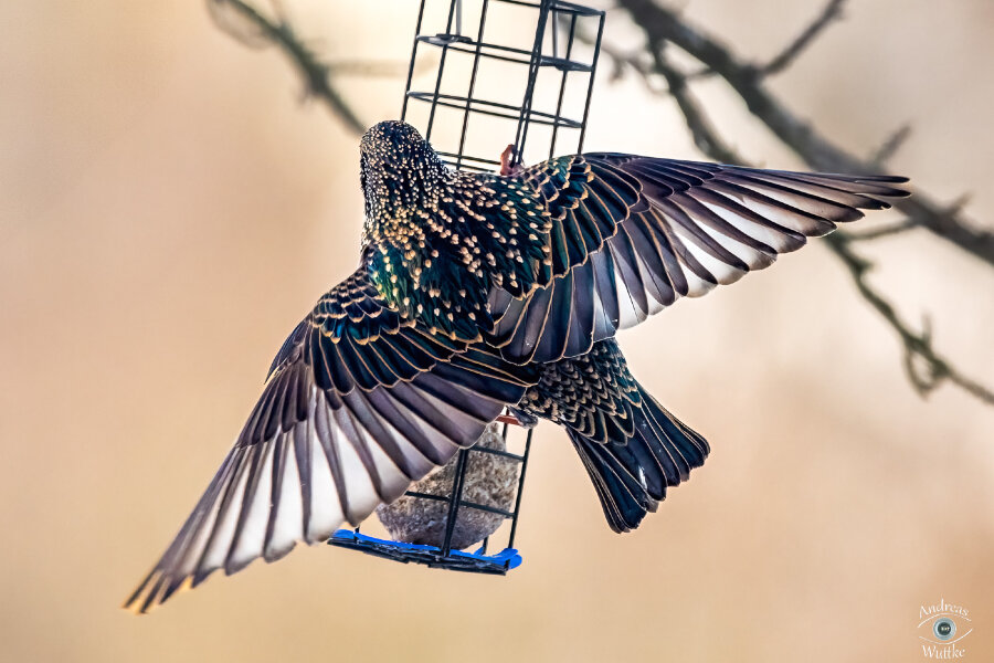AZ7_4688-Bearbeitet_LR.jpg