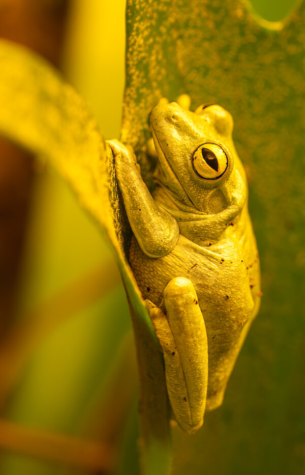 1209_Zoo Antwerpen_079-Verbessert-RR-Bearbeitet.jpg