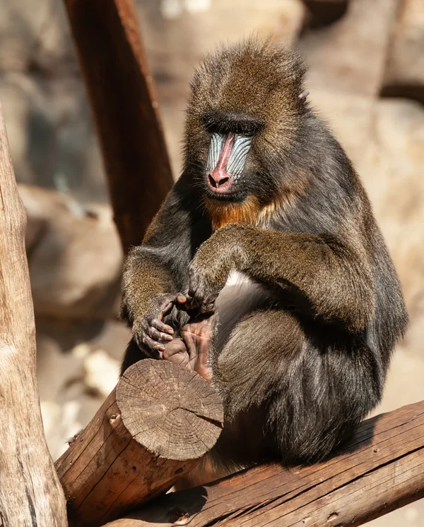 1209_Zoo Antwerpen_232-Verbessert-RR.webp