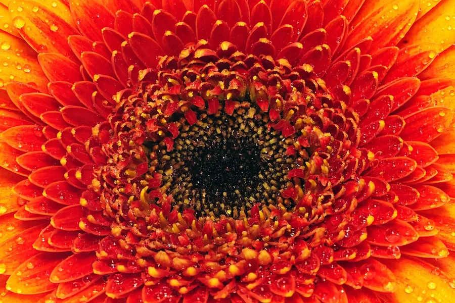 GerberaGelbRotZENTRUMSL2Si105Mac.webp