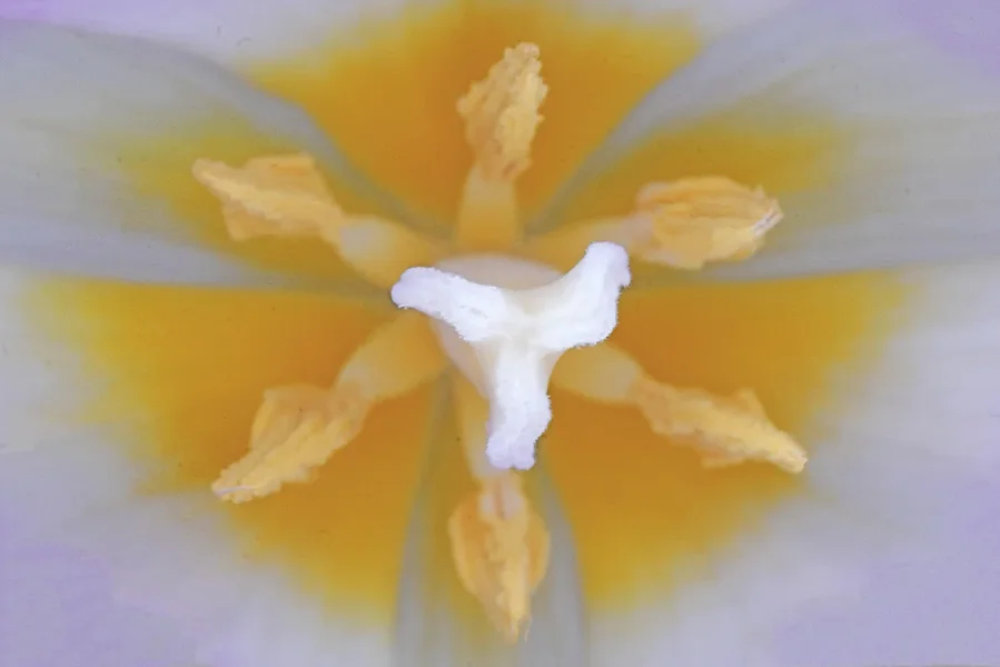 TulpenStaubgefGROSSRECHTECKSL2CanonMPE65GESCHÄRFTKLEIN.webp