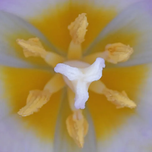TulpenStaubgefGROSSQUADRATSL2CanonMPE65FINFINFIINGESCHÄRFTKLEIN.webp