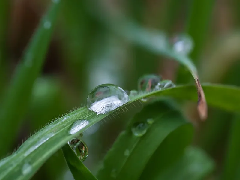 ci_A7409999.webp
