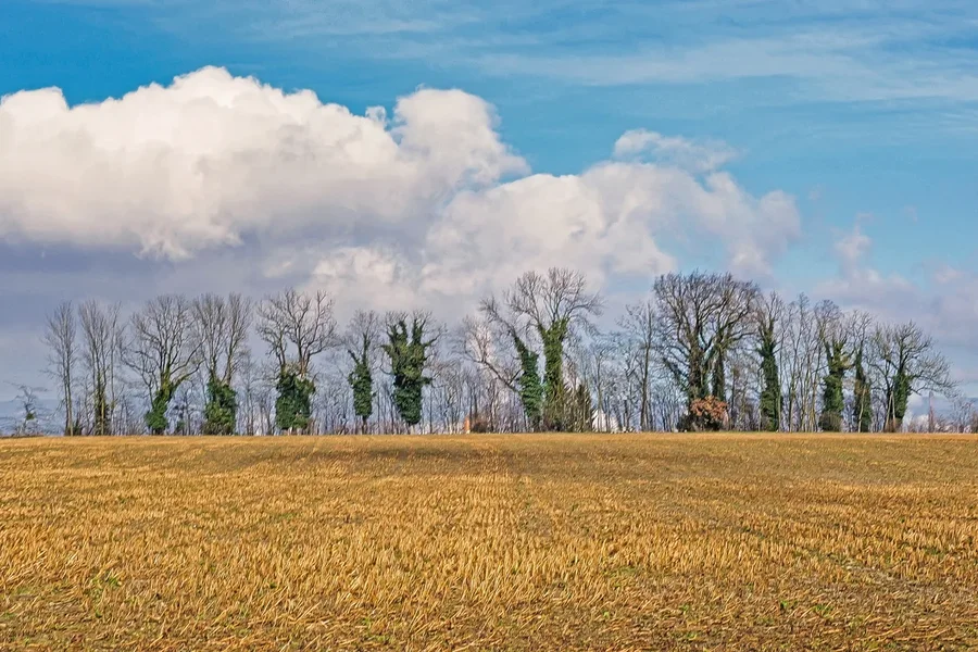 StoppelfeldHGBäumemWolkenHillerstrasseQ3FINFINFINLUMINARCROPEXTREMHIDY.webp