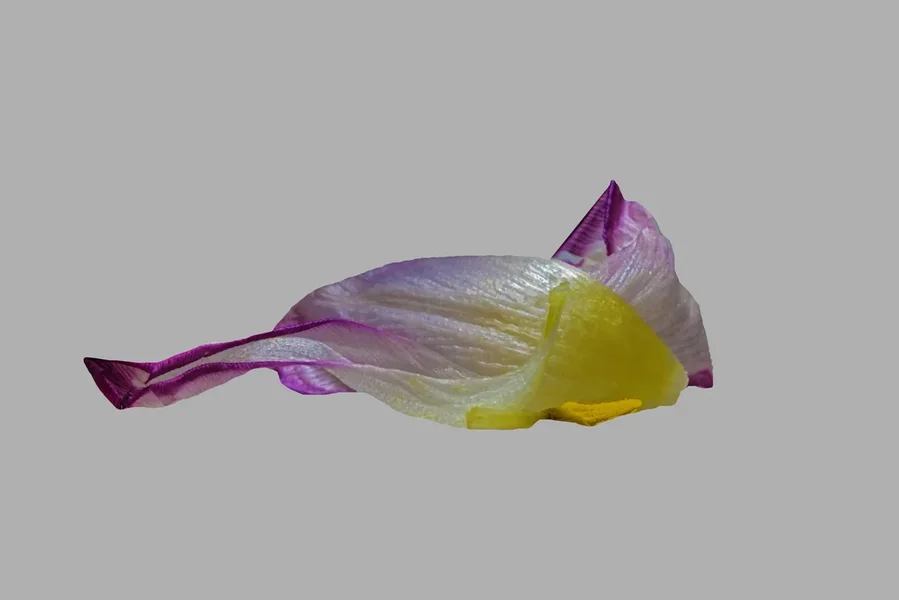 TulpenblattFreigMacroSL2Si105MacNummerDREI.webp