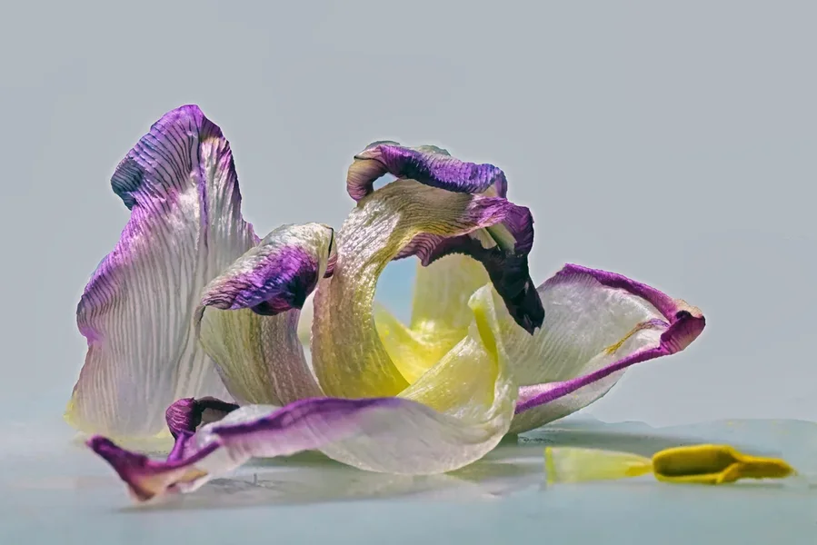 TulpenblattFreigMacroSL2Si105MacNummerEINS.webp