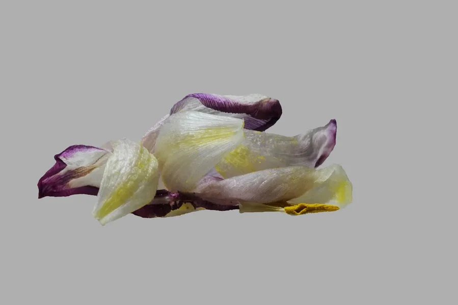 TulpenblattFreigMacroSL2Si105MacNummerVIER.webp