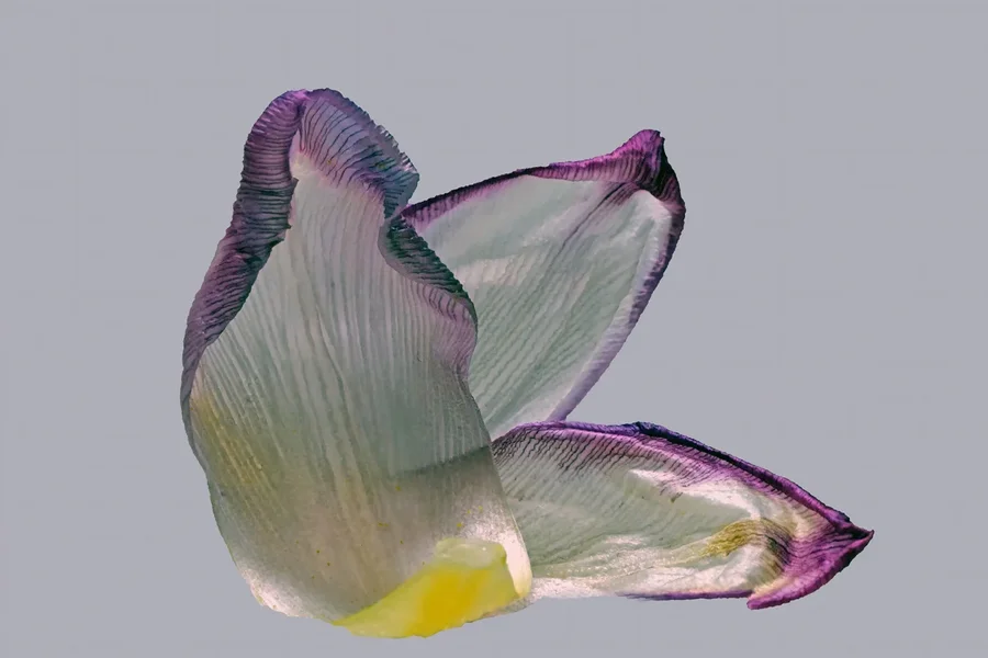 TulpenblattFreigMacroSL2Si105MacNummerZWEICROP.webp