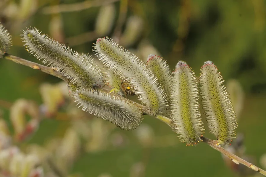 PalmkätzchenmBieneNummerEINSTILI.webp