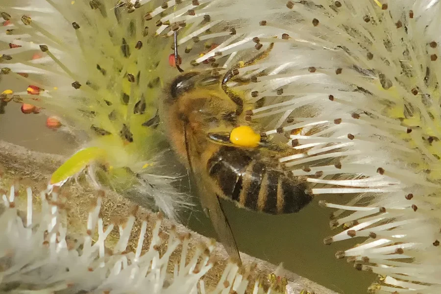 PalmkätzchenmBieneNummerEINSCROPEXTREMFINFINFINCROP.webp