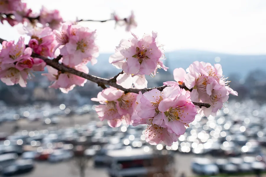 ci_A7400198.webp