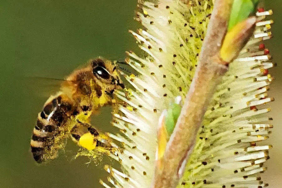 BienefliegendLINKSWeidenKätzchenSL2Si1004002EXTCROPEXTREM.webp