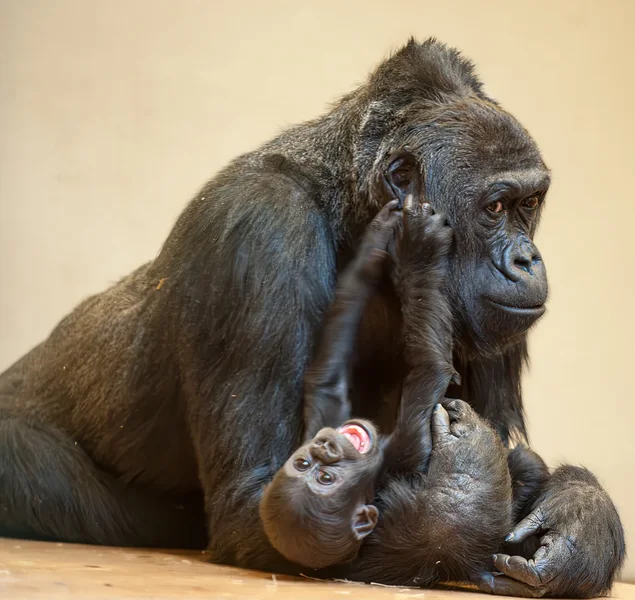 krefelder Zoo 13.12.13 (71 von 108)-Verbessert-RR-Bearbeitet.webp