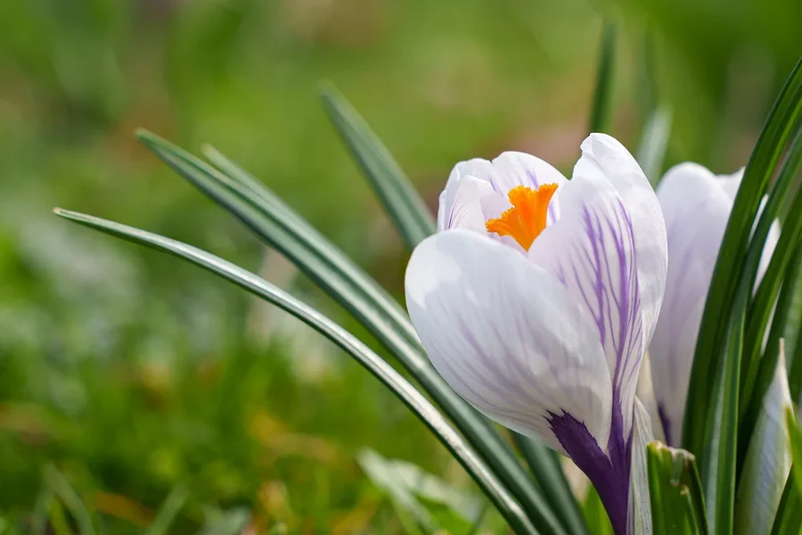 ci_A7400174.webp