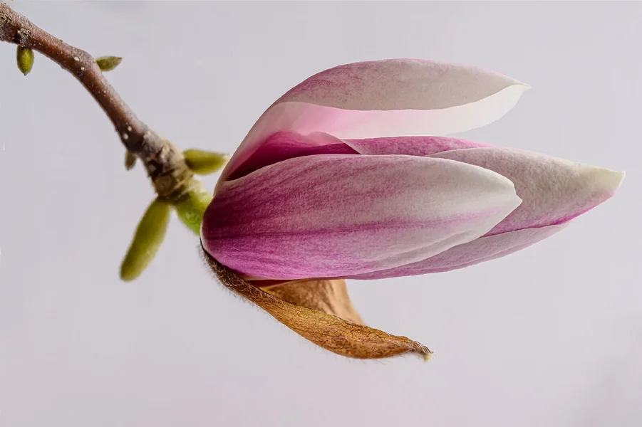 Magnolienblüte 3.webp