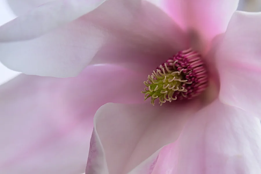 Magnolienblüte.webp