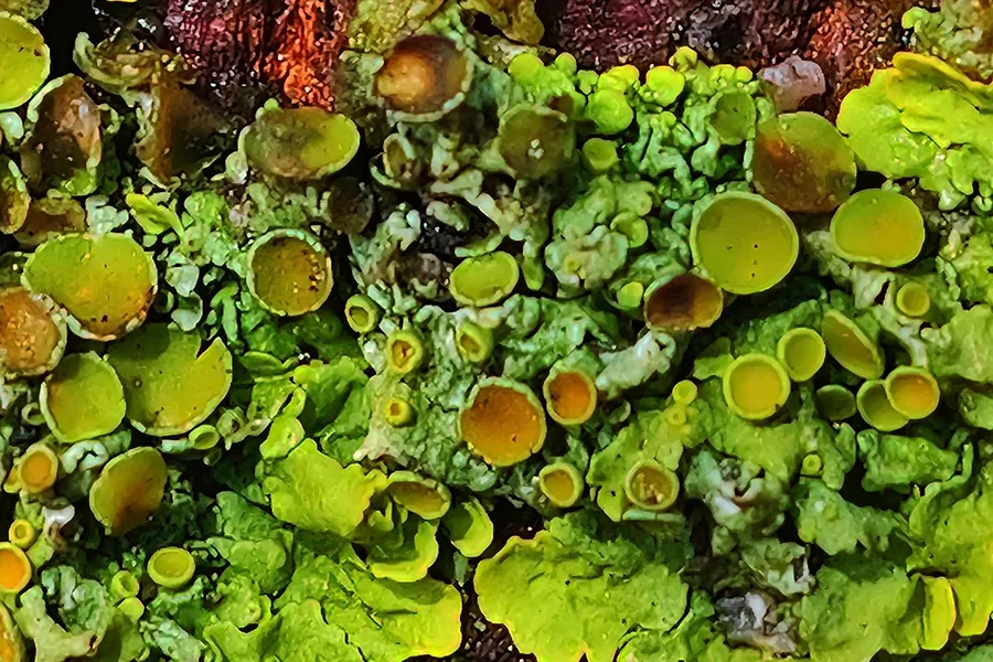 MosseaufBaumstammNUMMEREINSQ3CROPPSEUDOHDRFINFINFINKLEIN2.webp