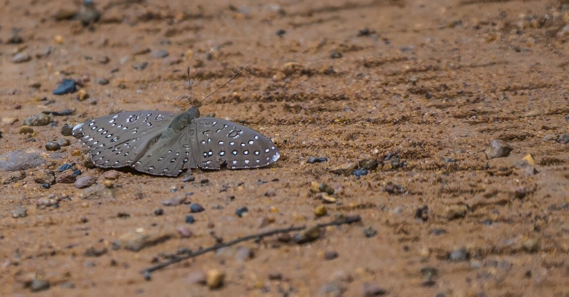 P1240022-Bearbeitet.jpg P1240022-Bearbeitet.jpg