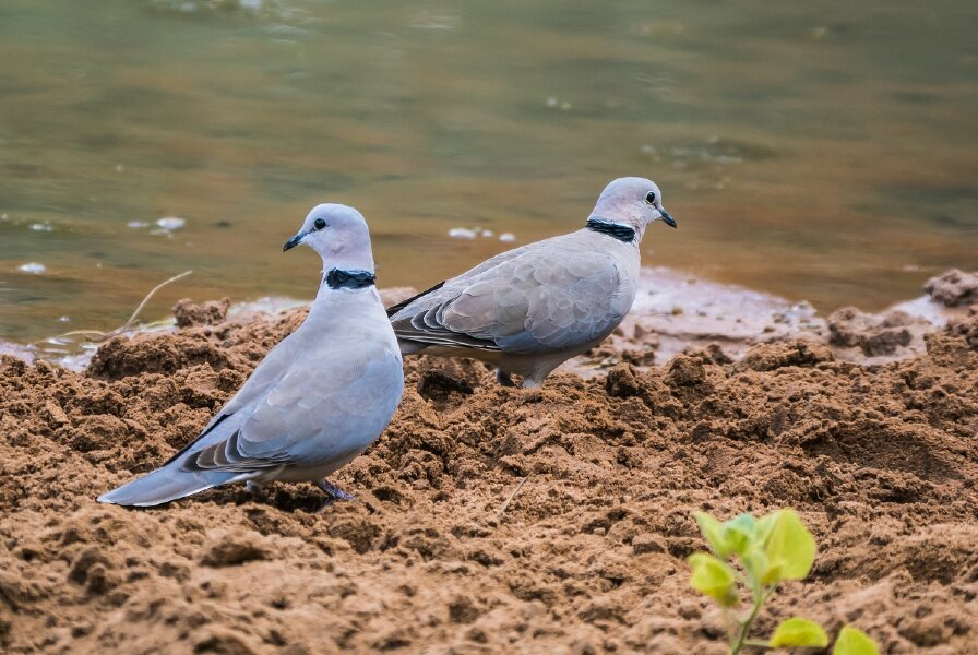 P1240042-Bearbeitet.jpg P1240042-Bearbeitet.jpg