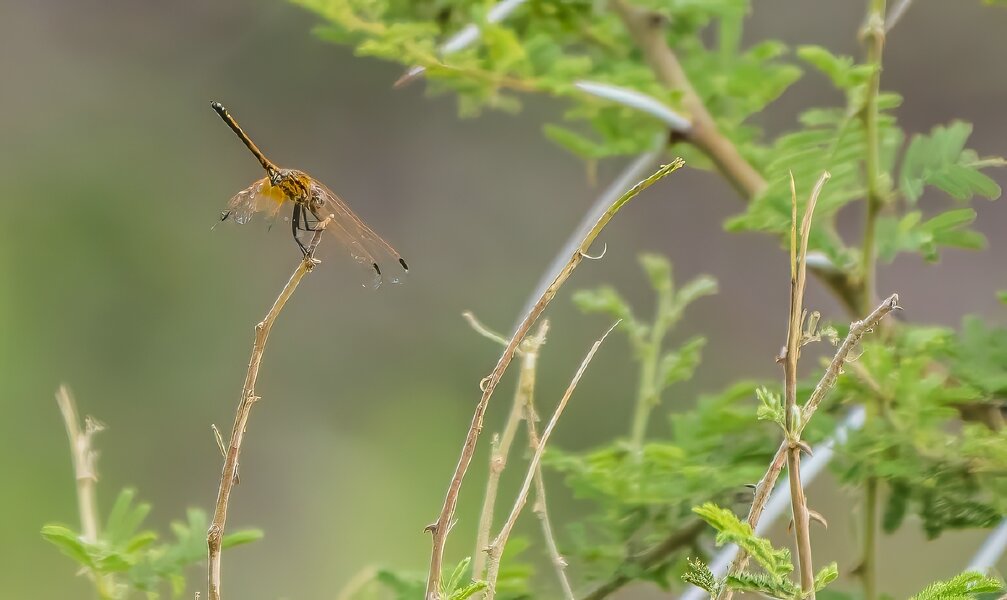 P1240062-Bearbeitet.jpg P1240062-Bearbeitet.jpg
