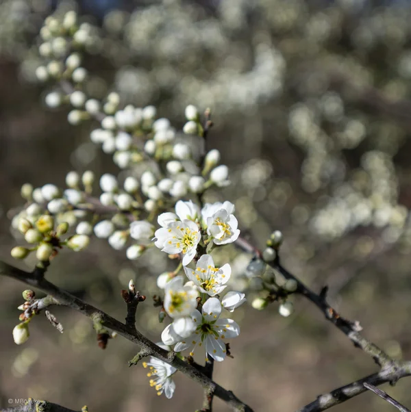NZ8_1062_1-2.webp NZ8_1062_1-2.webp